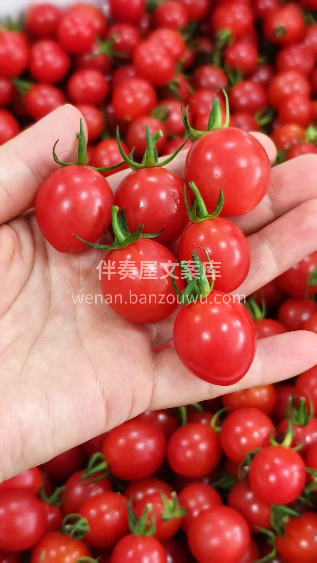 每一颗千禧果都饱含北纬21°阳光的恩宠🌞 配图3