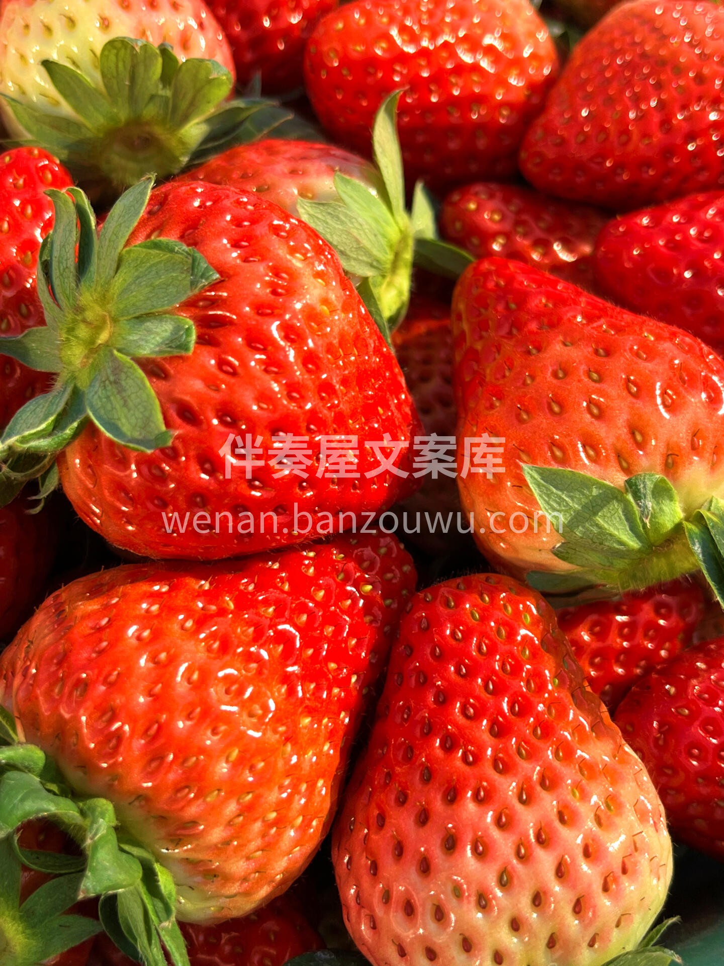 🔆阳光正好 来约草莓🍓吧 晒着太阳🌞 补 配图2
