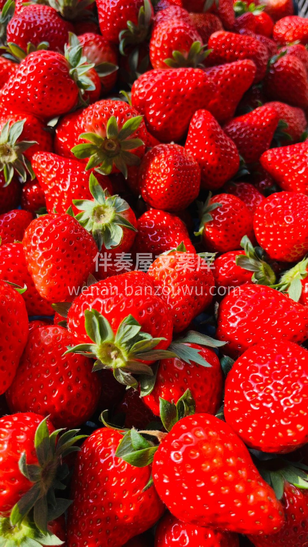 冬天正是吃草莓🍓的季节新到的红颜草莓分外 配图3