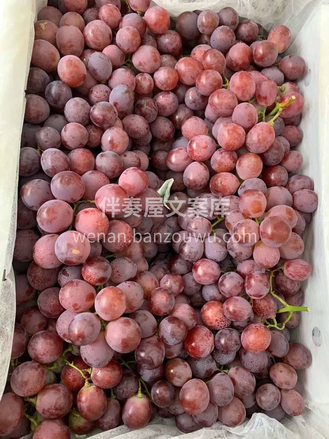 “硬货”到了！吃红提的季节来咯🍇 红提圆 配图3