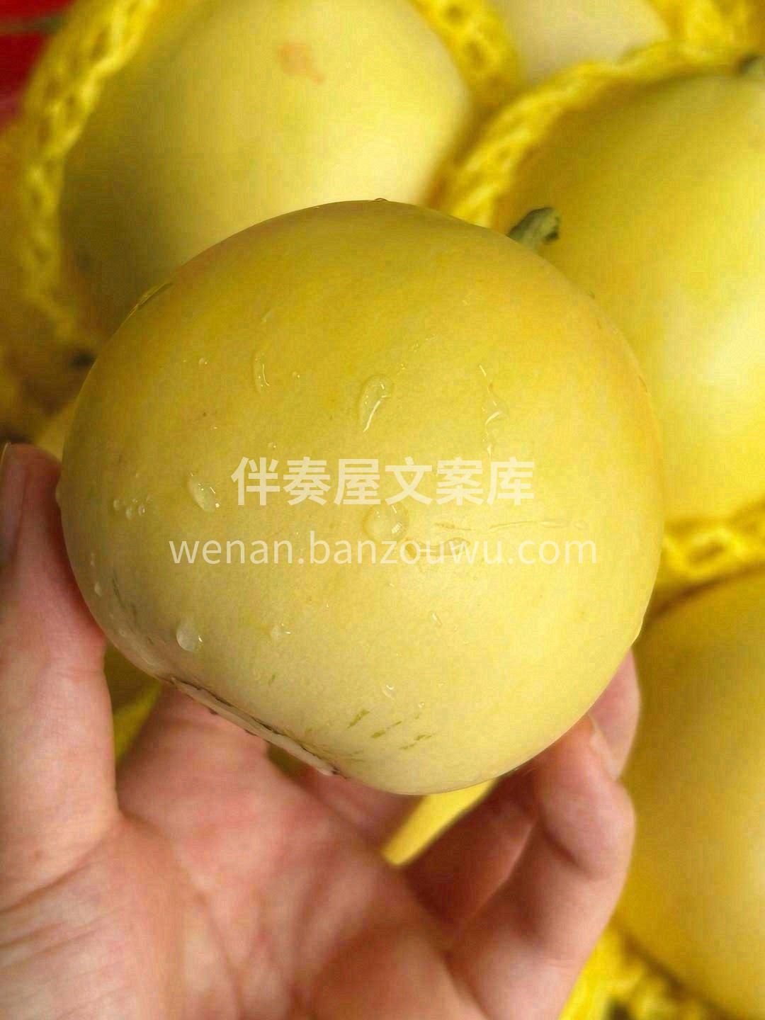 秋天心情烦躁，来个白糖罐小甜瓜吧😍 香甜 配图2