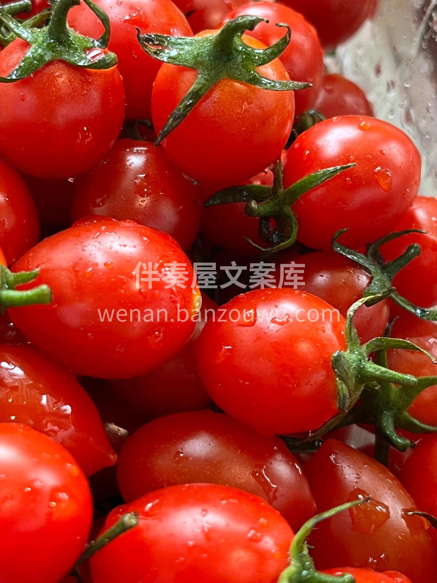 千禧小番茄🍅🍅 “倾一世温柔，献一次爆汁 配图1