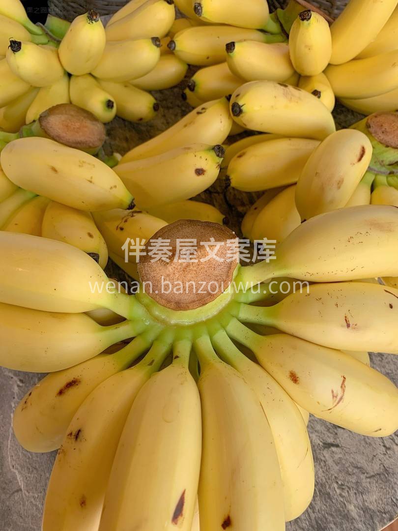 🍌香蕉届的“肉墩子”😂 “蕉”香四溢 个 配图2