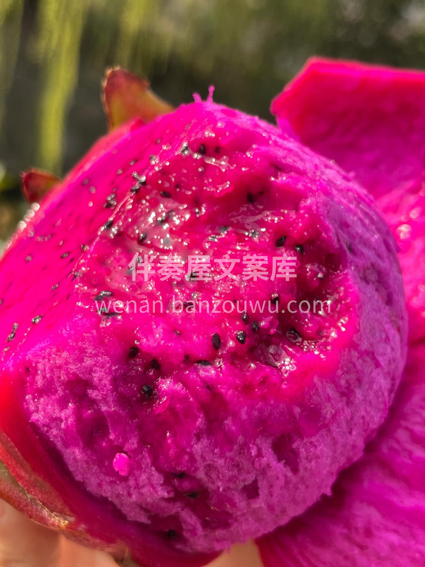 🔥海南蜜宝红心火龙果 实拍‼️入口鲜嫩多 配图1