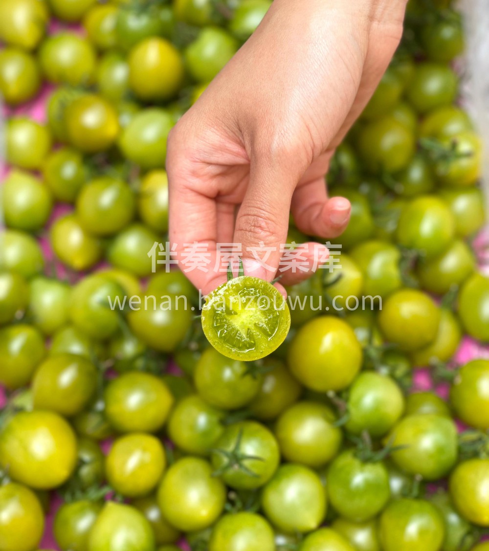 小薄皮，爆汁甜，蕃茄🍅味浓的青霞千禧来喽 配图2