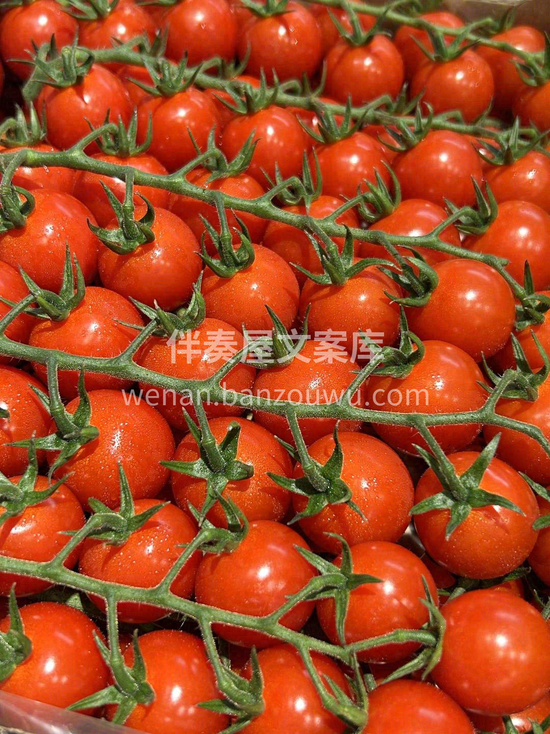 颗颗晶莹，粒粒饱满🍹 🍅一串一串的小番茄 配图1