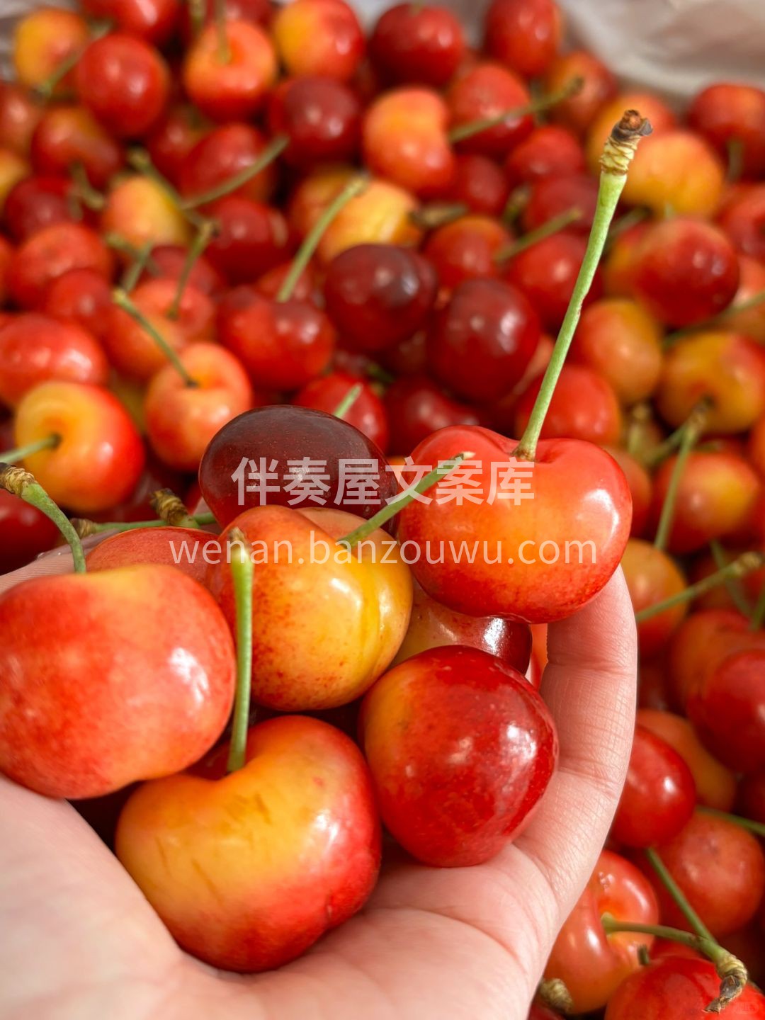 🍒黄水晶樱桃金光闪闪 果肉细腻、甜感清新 配图2