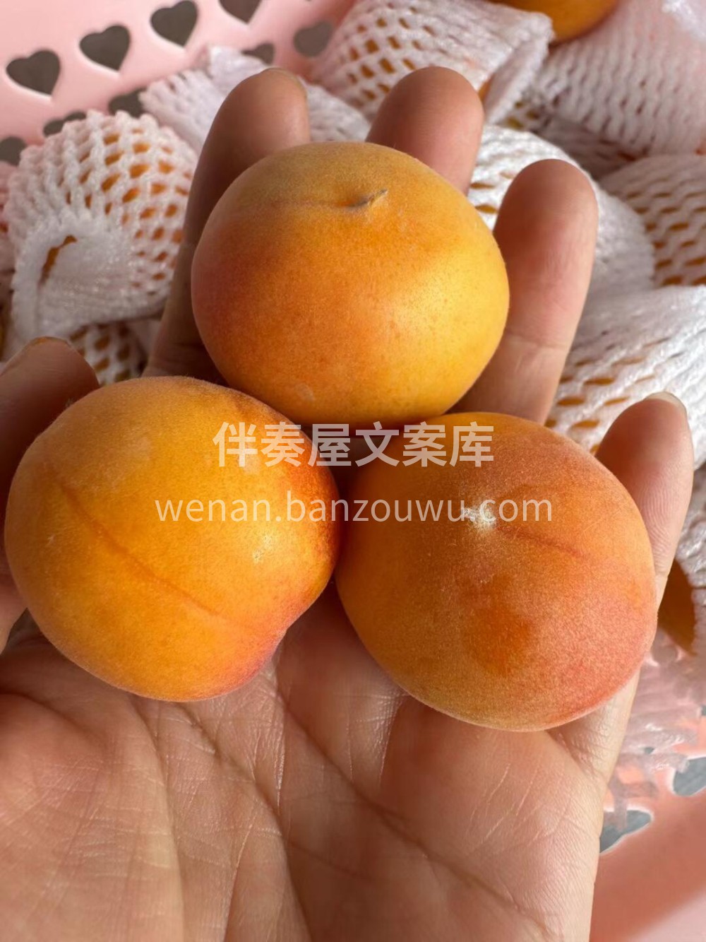 ［新疆吊干杏］🍃丢一颗在嘴里，肉厚味浓四 配图3