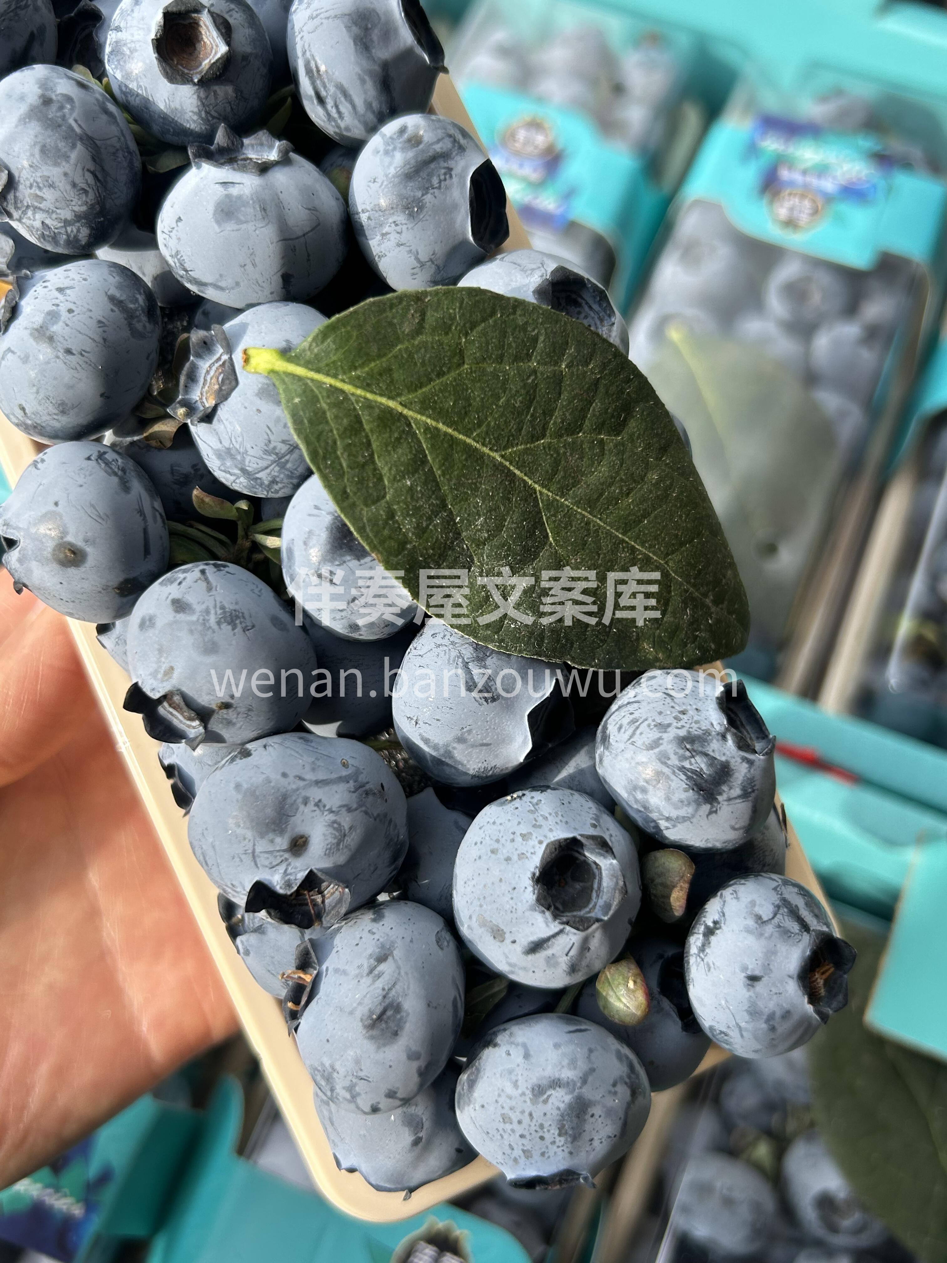 🫐串枝蓝莓！🌿 带枝的更新鲜✨ 串枝蓝莓 配图3