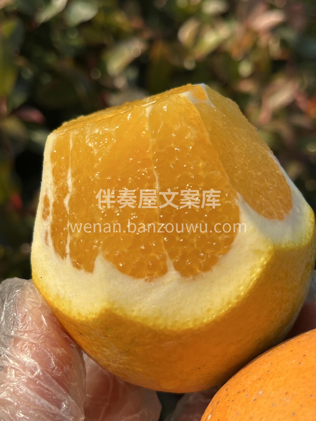 每日必推👇👇赣南脐橙🍊 行走的vc🍊 尤 配图2