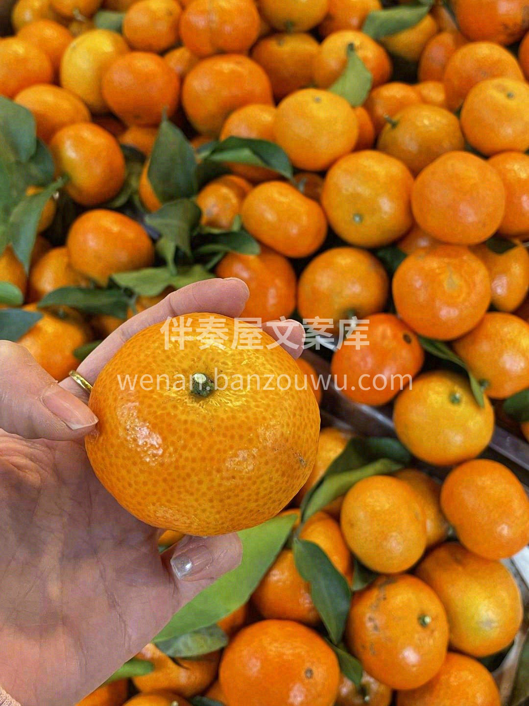 我宣布🙋，以后咱家的砂糖橘的出品条件📣： 配图2