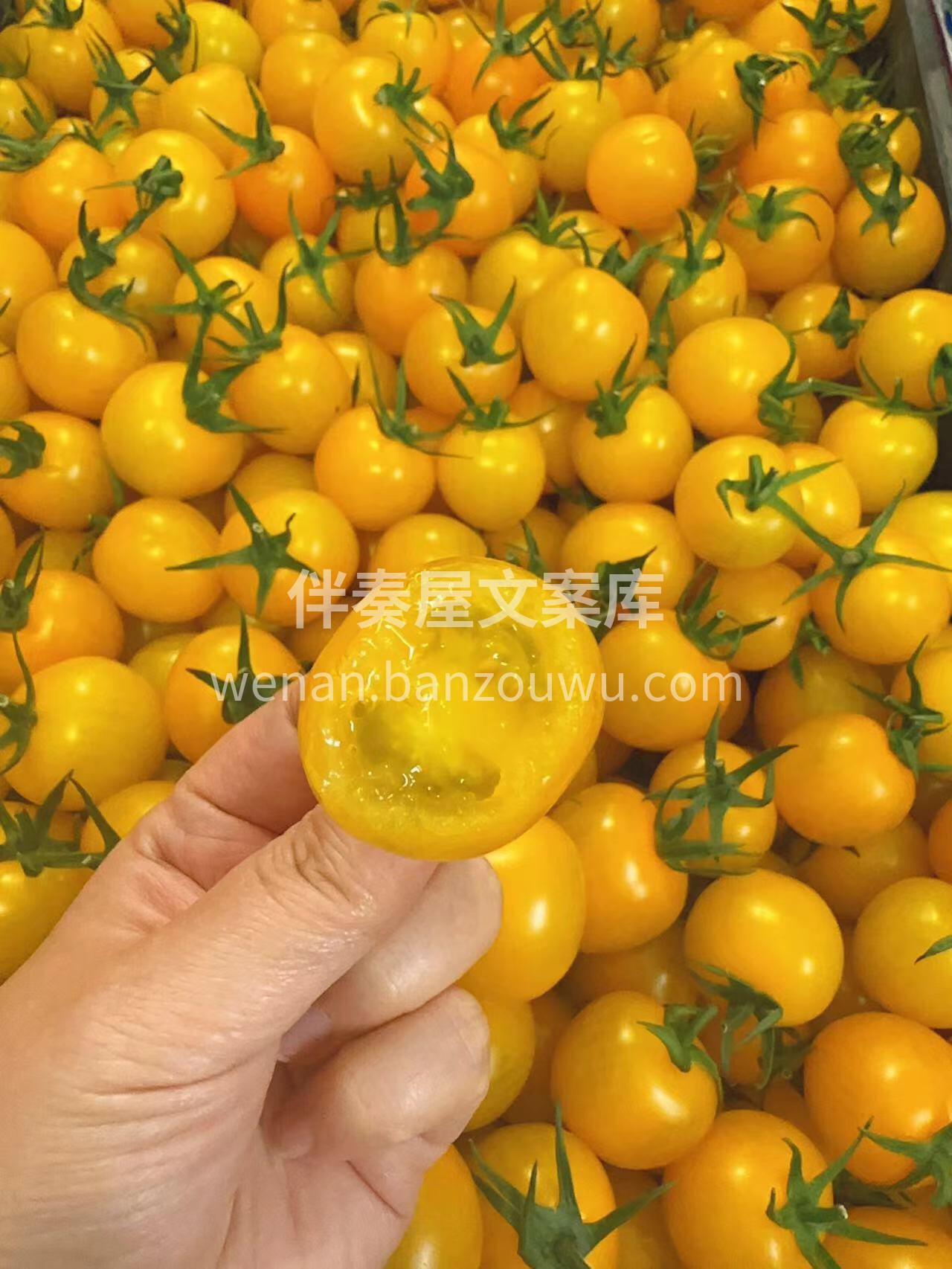 阳光爆浆小番茄💛，新鲜健康💌 每一颗都是 配图1