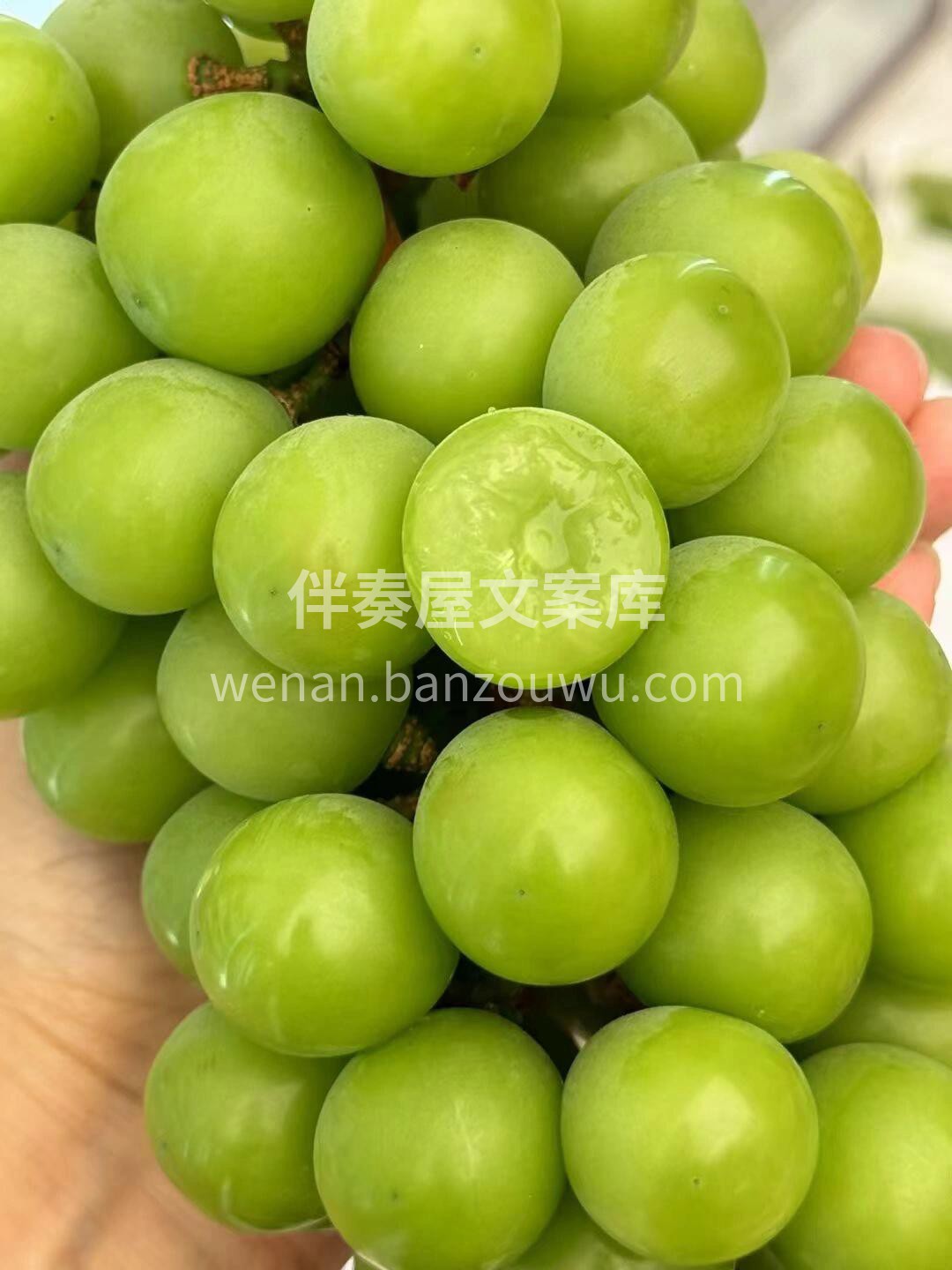 又脆又甜🔥特级阳光玫瑰｜ |自带一股淡淡 配图2