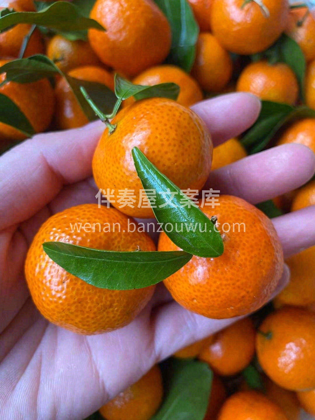 砂糖橘甜又甜😍，尝尝不买也是缘💕 质量好 配图3