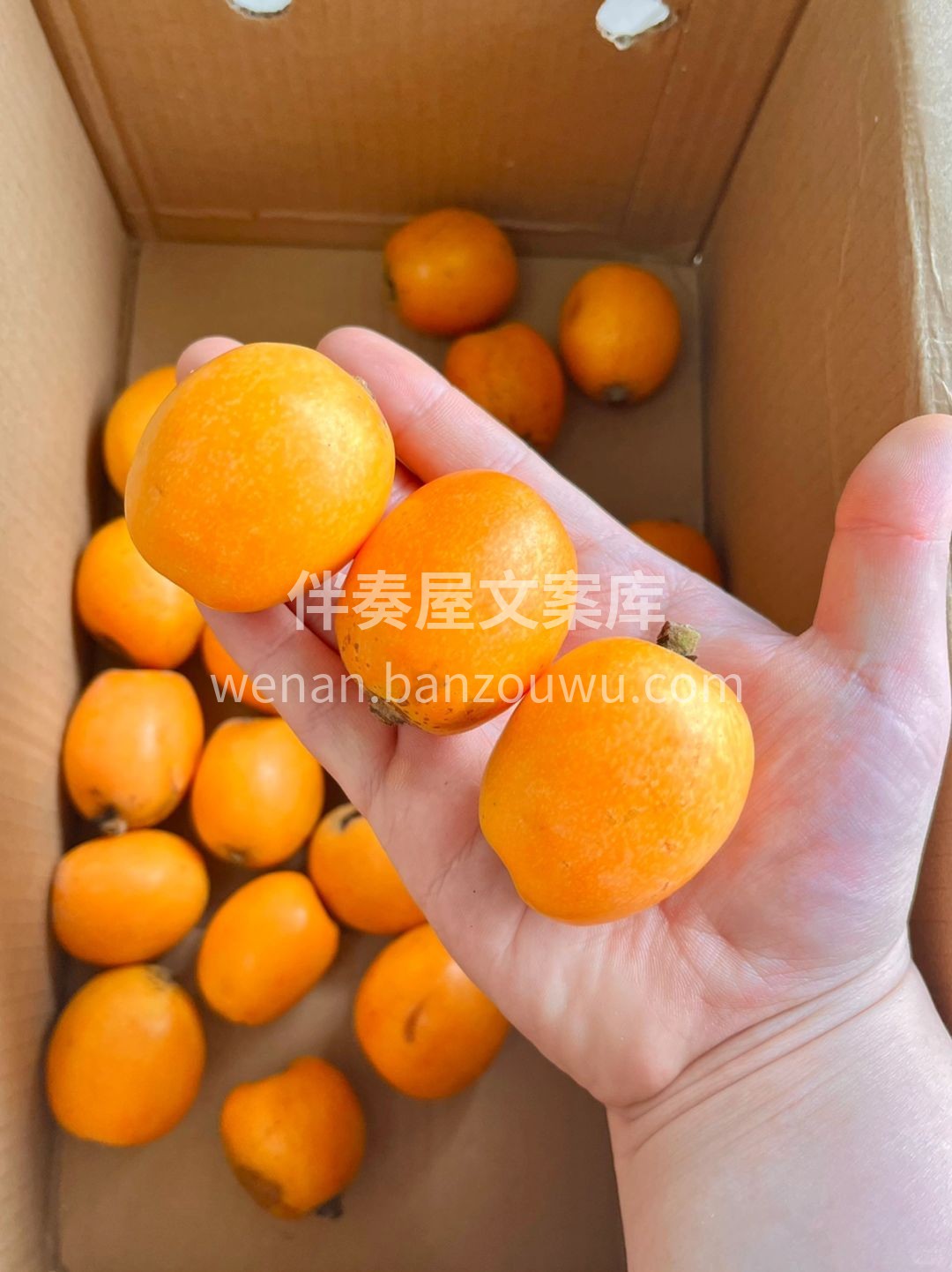 枇杷上新💛 黄似橘，亮如金，圆润清香🌿  配图3