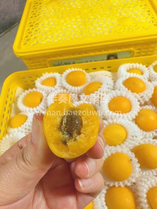 超甜新疆小白杏💛～ 肉肉厚，汁水足‼️那 配图1