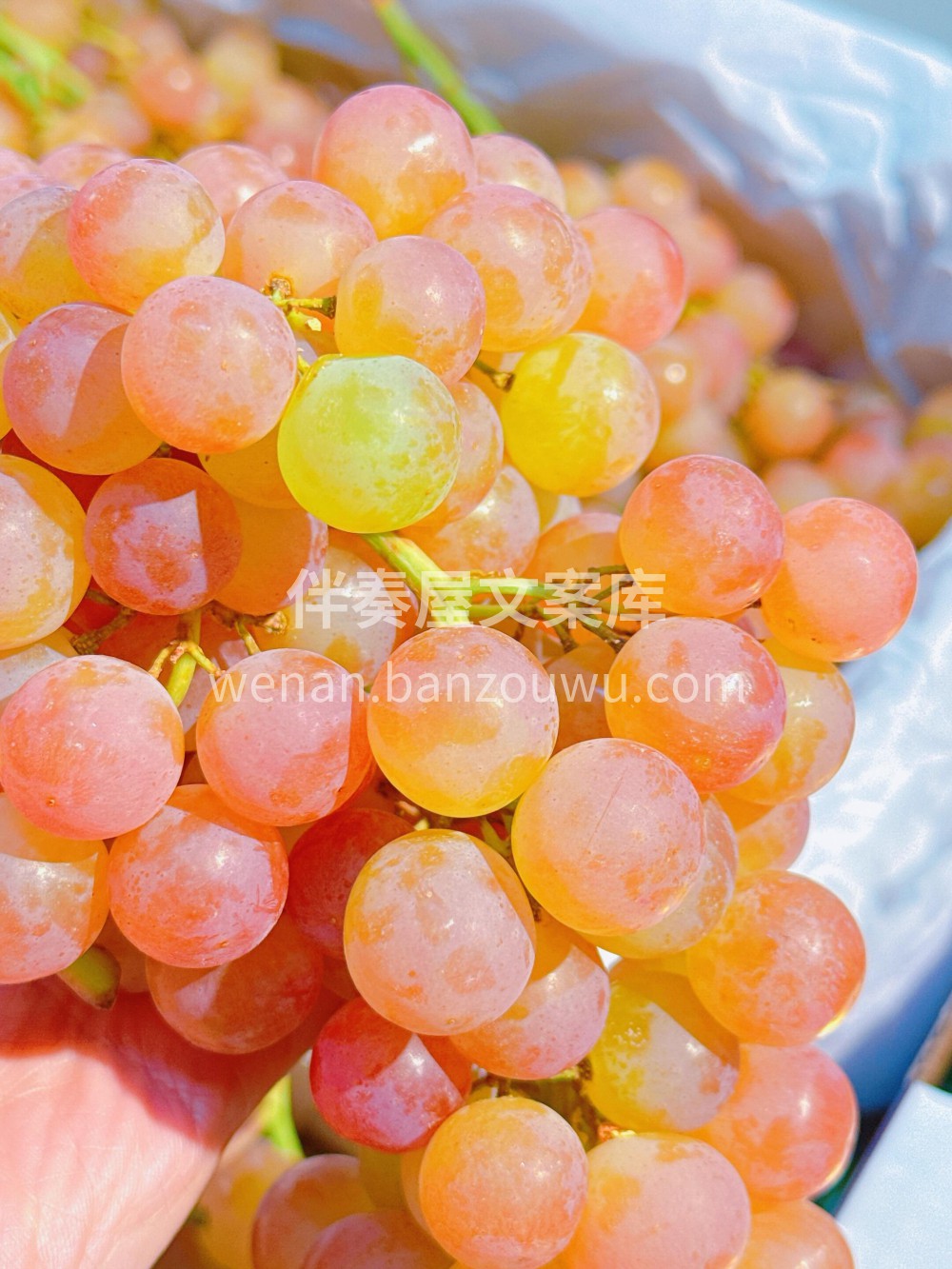 慕斯卡葡萄- 慕斯卡葡萄世界上少有的三种 配图2