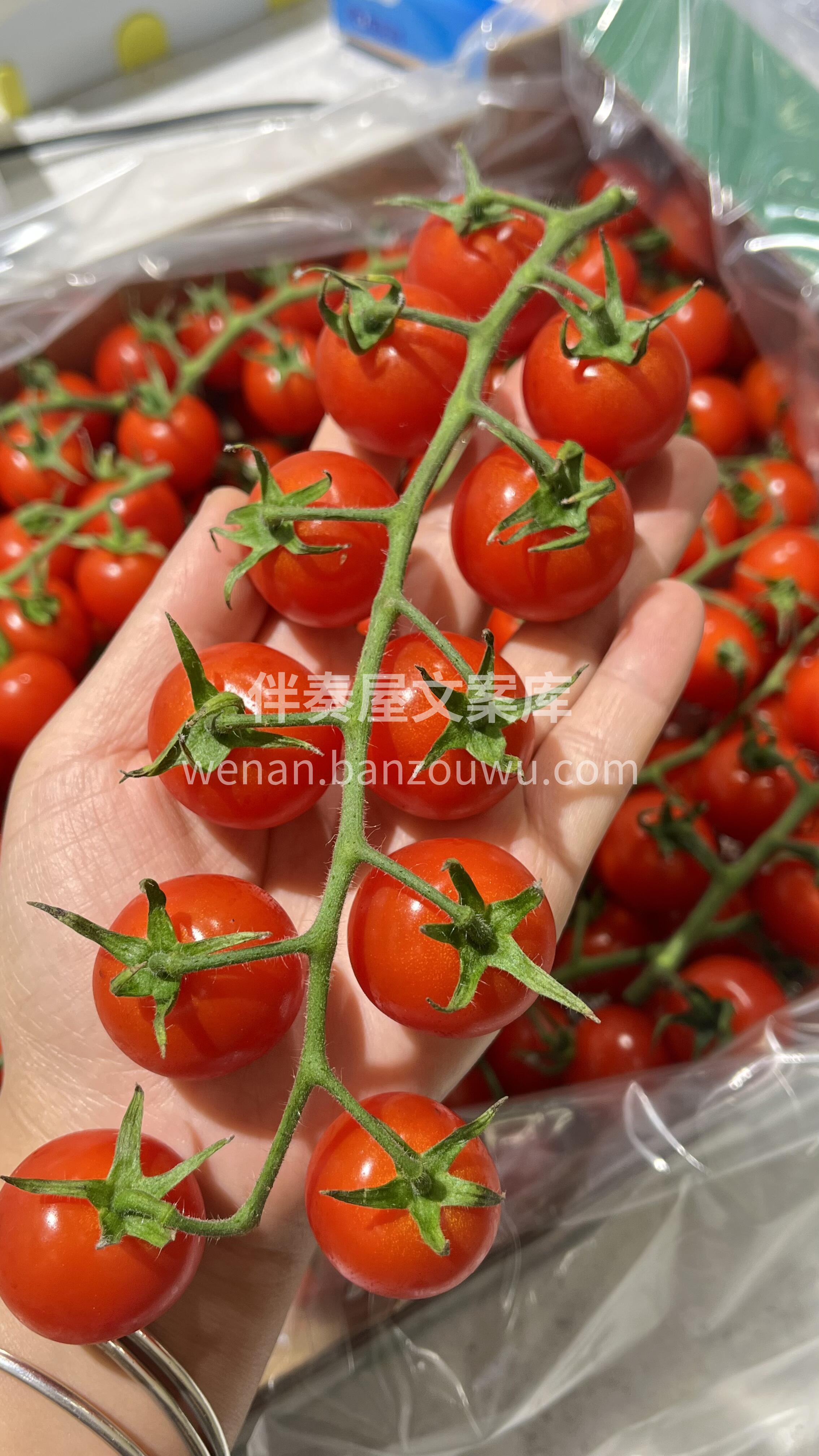 🍅串收番茄 一串一串看着就很治愈😎 个头 配图1
