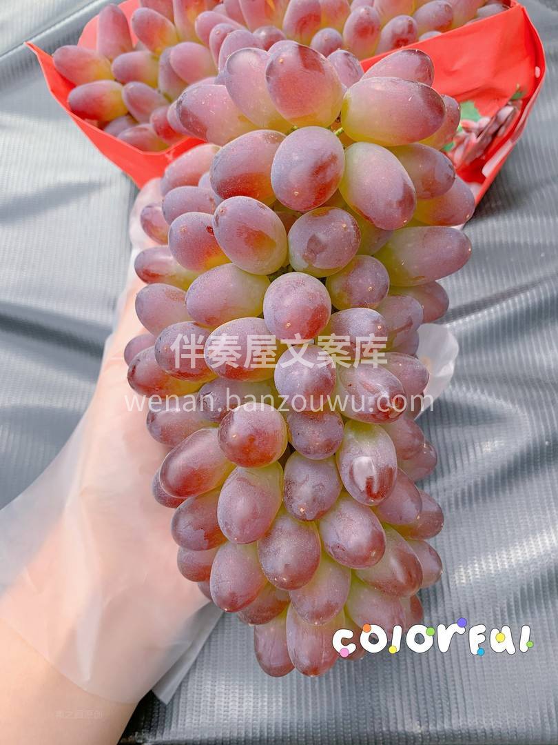 真是超爱郁金香🌷 这个可可爱爱的小葡萄🍇 配图2