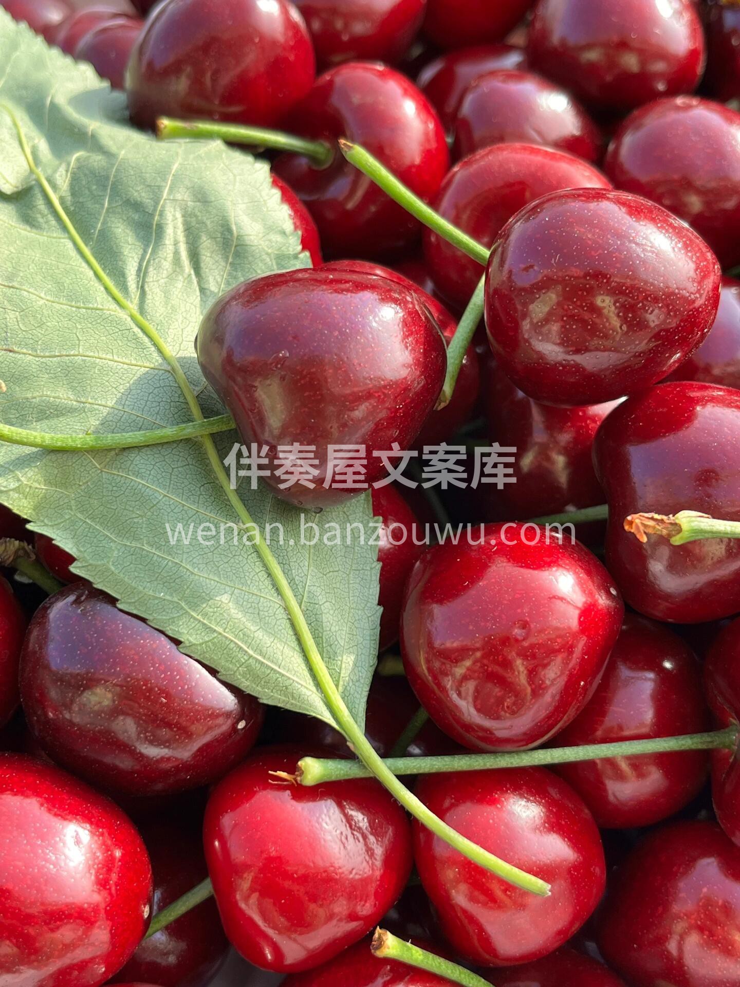 大樱桃🍒复购率💯 ！！赞赞赞👍 无敌新鲜 配图3