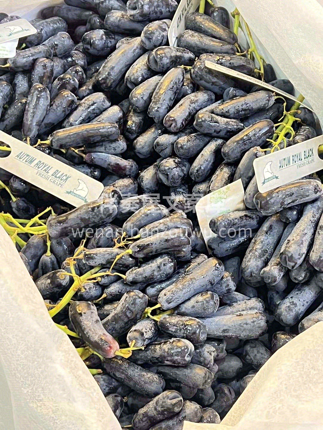“一粒化心，一颗入秋”！💋 澳洲金手指黑 配图2