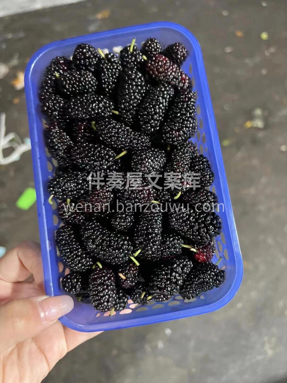 🖤串串黑珍珠，入口爆浆，香甜可口🍭咔嚓一 配图2