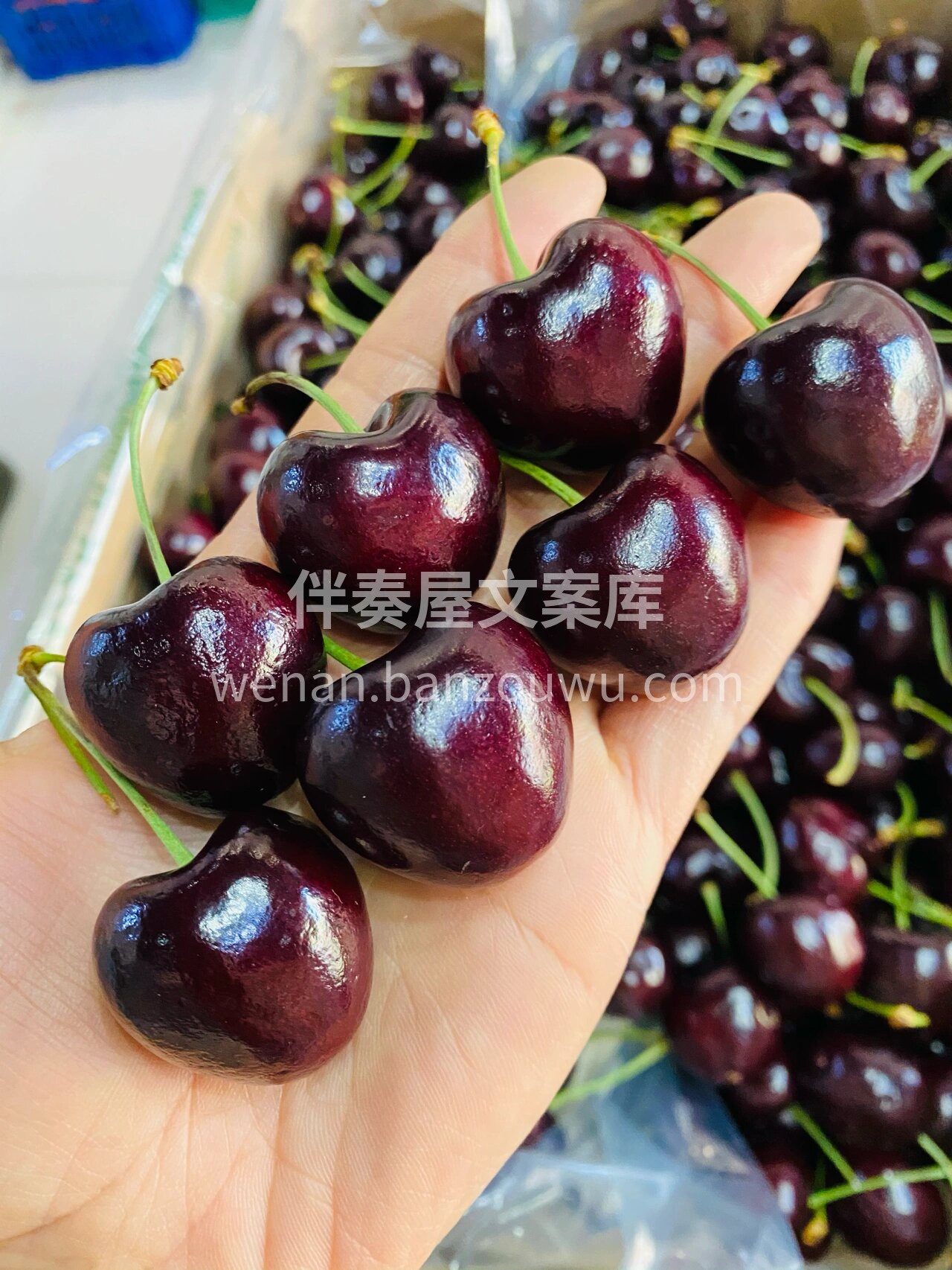 💕这个季节最难拒绝的车厘子🍒 桑缇娜车厘 配图2