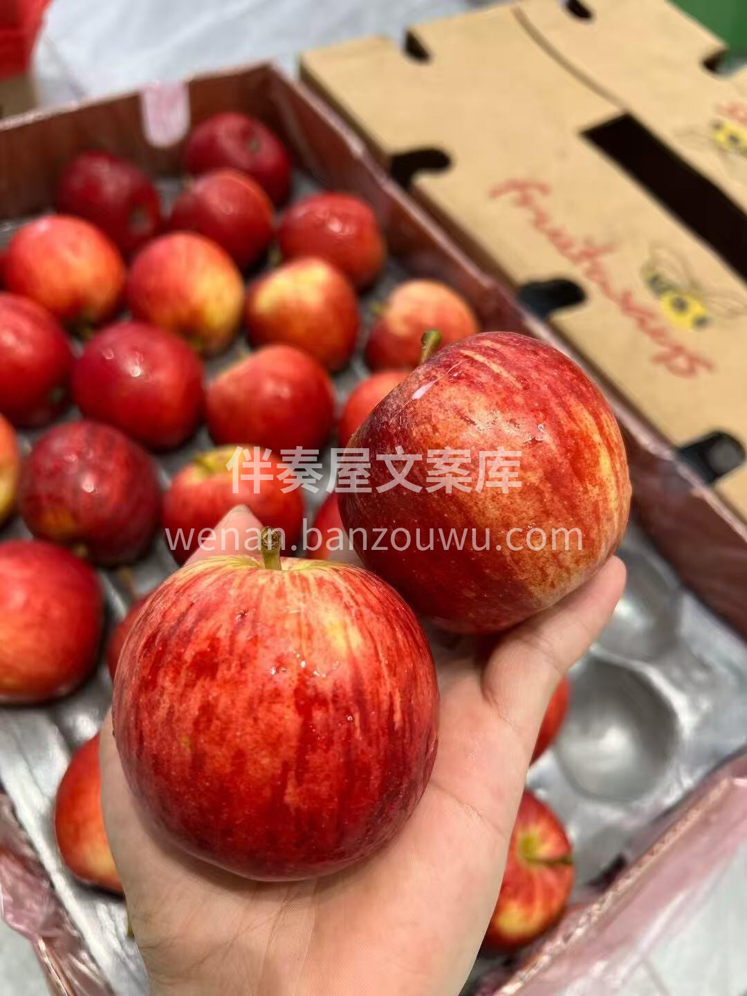 【南非🇿🇦小苹果】 肉质爽脆，入口脆爽多 配图3