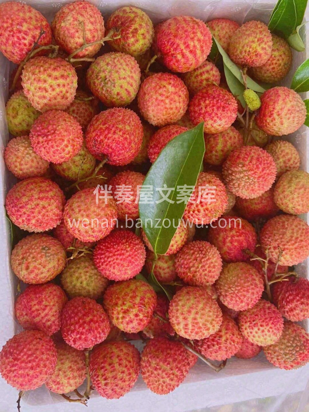 桂味荔枝💚作为荔枝中的上等佳品👑因具桂花 配图2