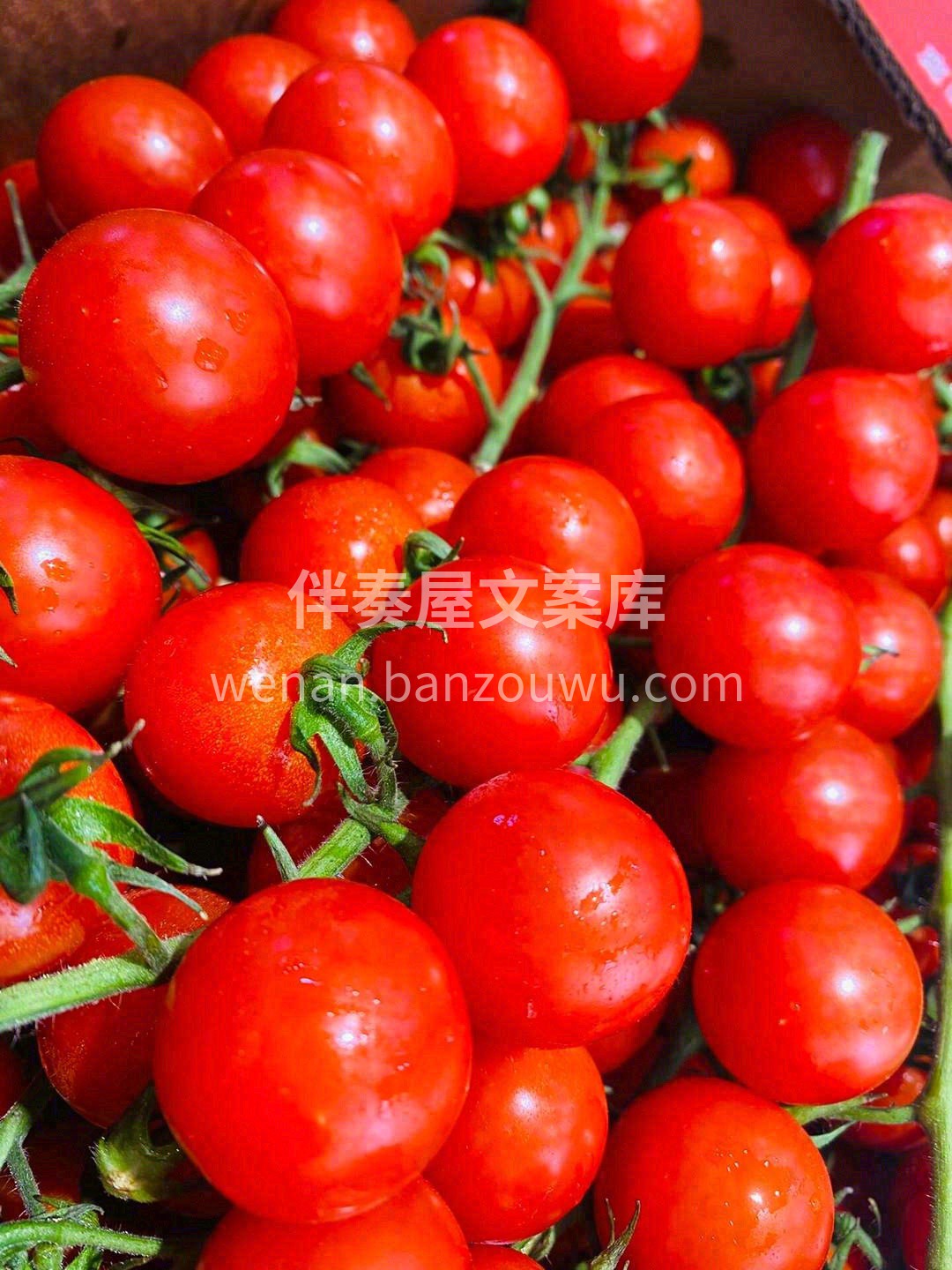 🌈能让我称之为“长相标志”的番茄✅ 不仅 配图1