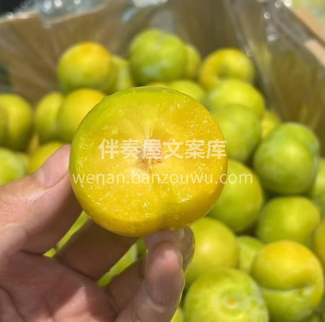 【贵州六马蜂糖李】 💋 💋 颠覆认知的蜂 配图2