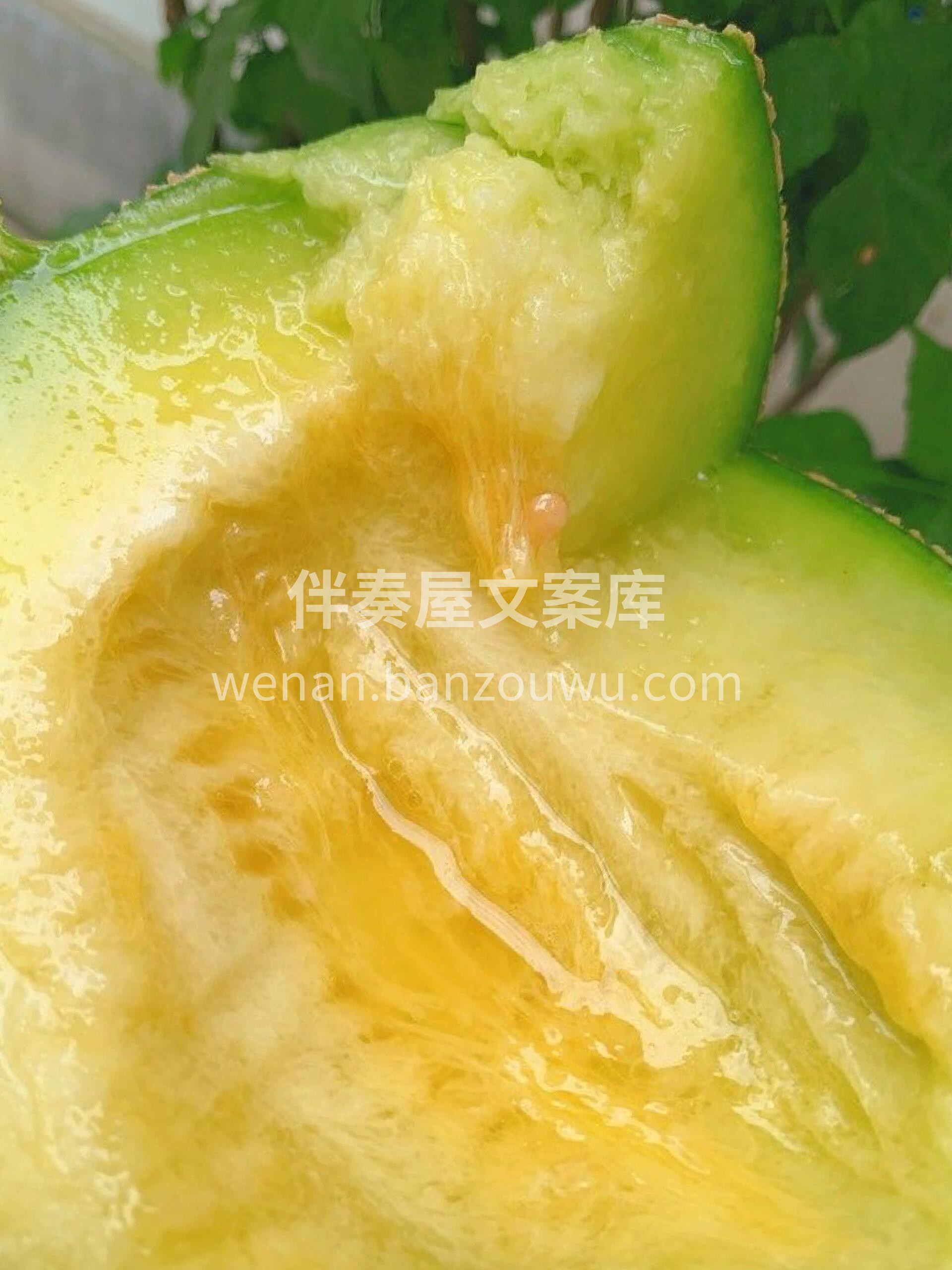 ✌🏻️推荐大家一款不错的网纹瓜🍈入口酥软 配图1