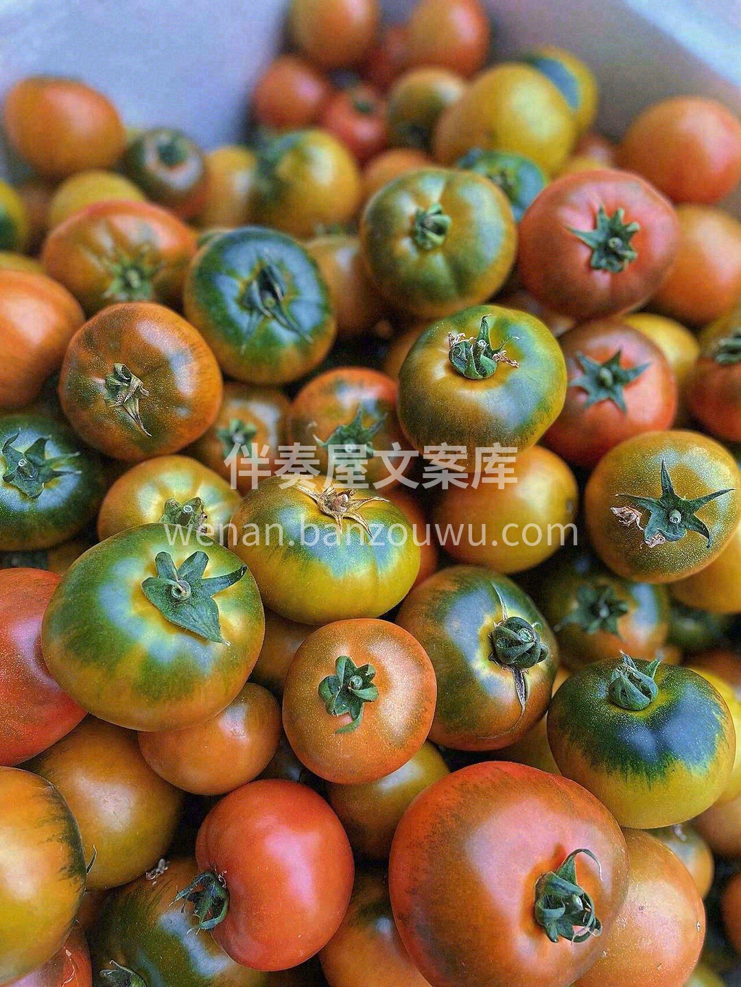 红黄绿相间🚥，通体微透，自然成熟，看起来 配图1