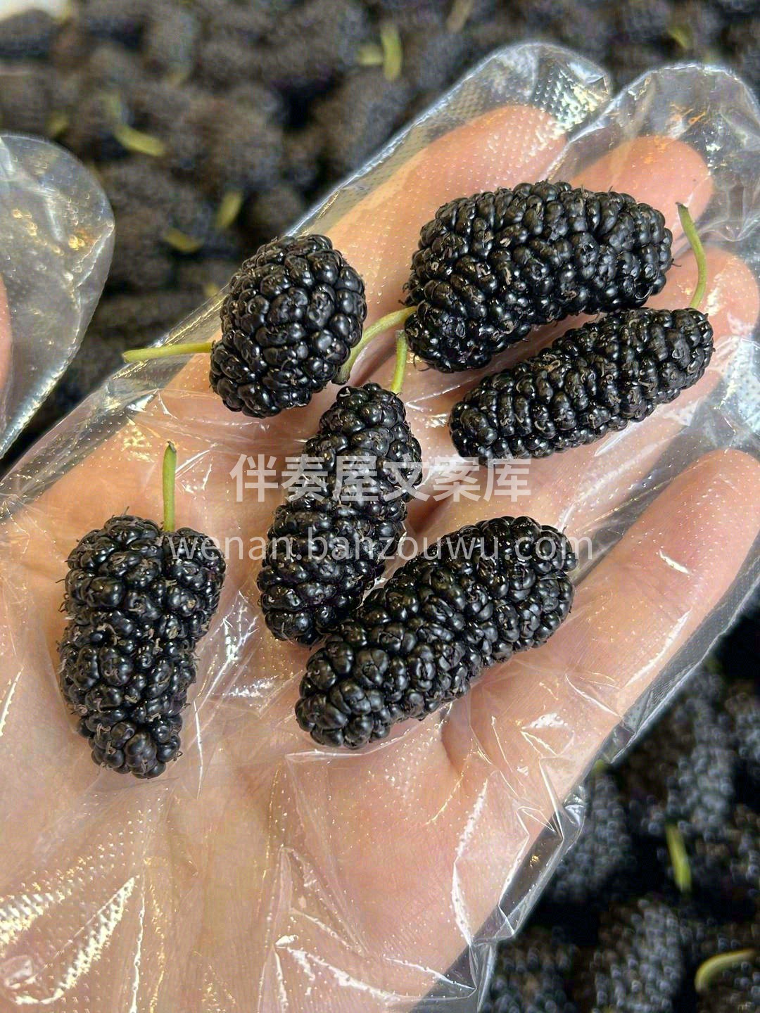 桑葚上市成“新宠”🥰，吃货们抓紧尝鲜啦🤩 配图1