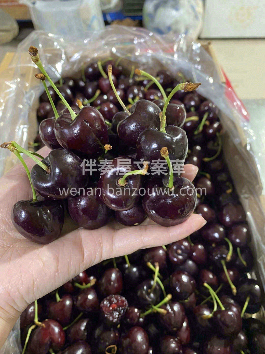🌿“天然VC之王”、生命之果💗 说的就是 配图3