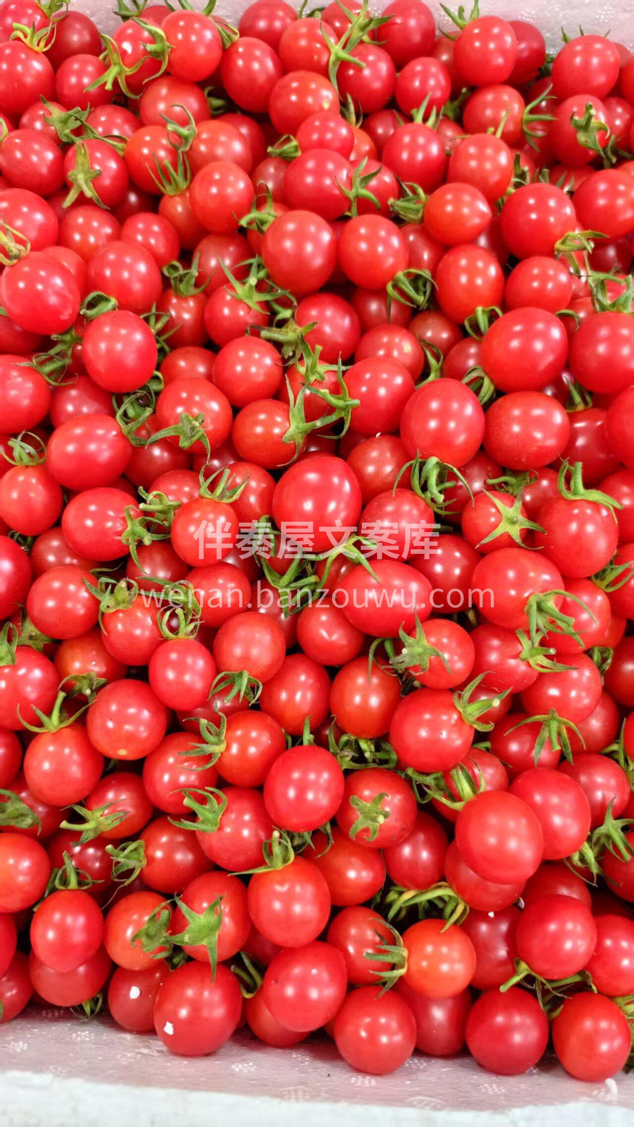 玲珑千禧🍅小可爱继续新鲜到货喽 与普通小 配图3