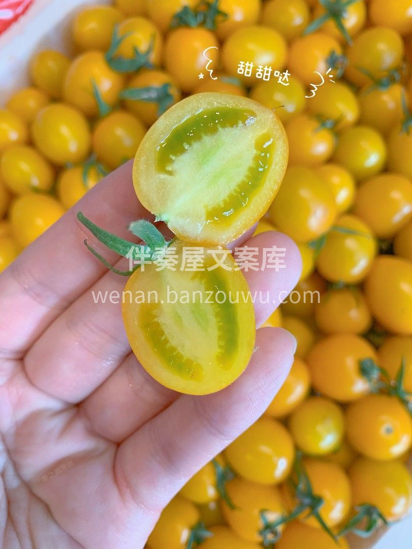 🍅柿柿如愿，柿小愿黄色阳光小番茄 每一口 配图1