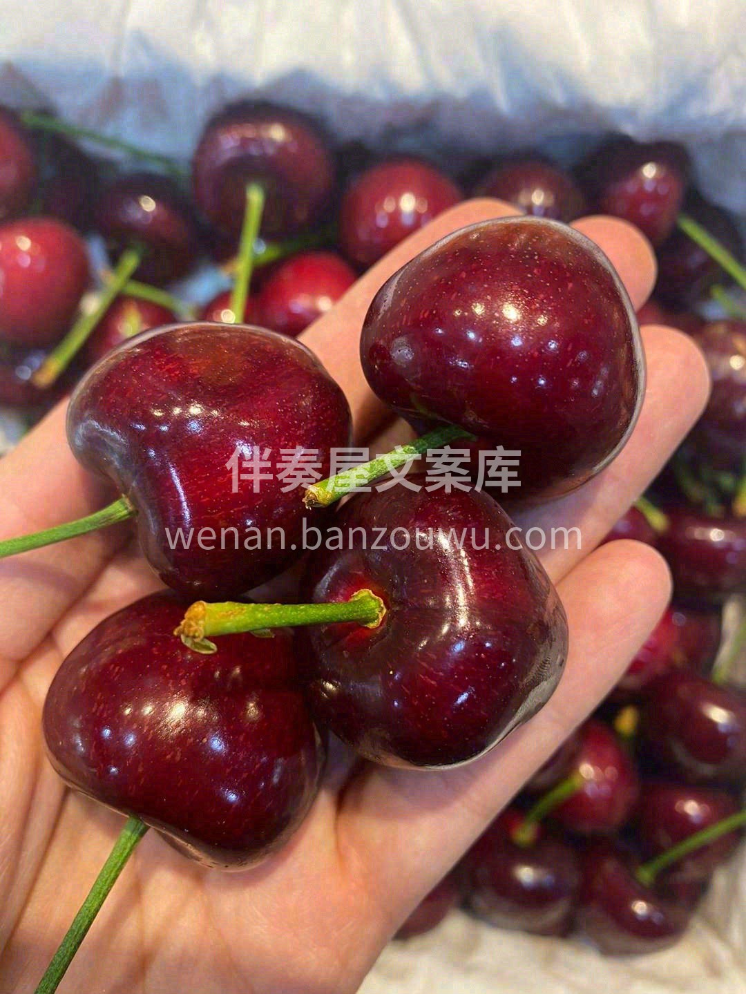 🍒颗颗饱满水灵，这样高级的紫红💖酿满了甜 配图2