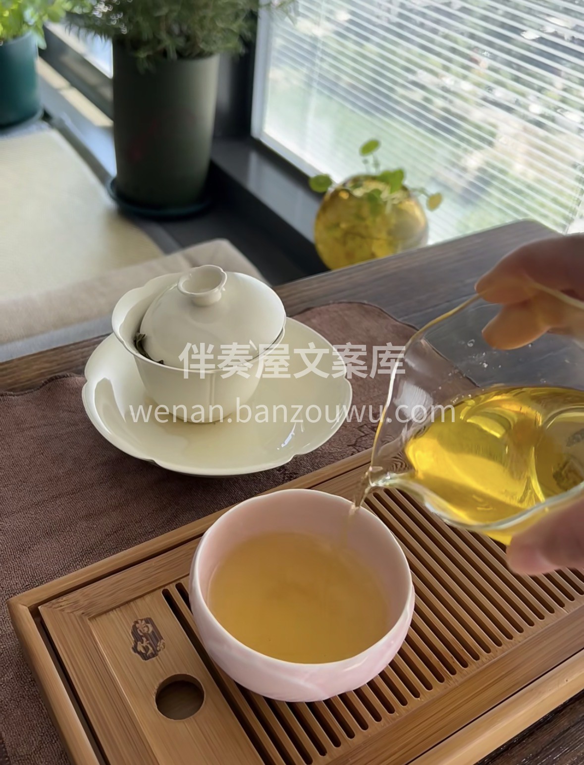 平阳黄汤·冬日暖茶❄️ 平阳原产黄茶🍵， 配图2