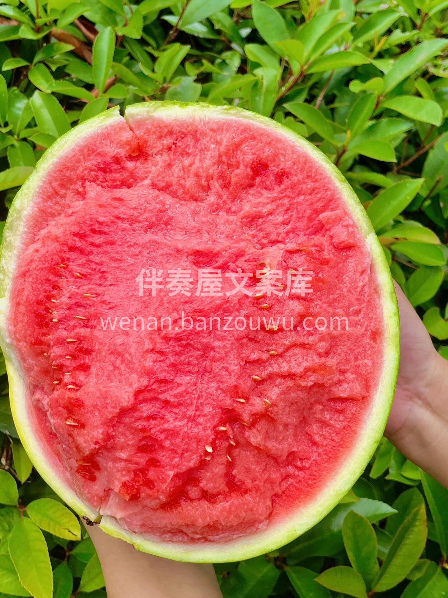 今天的天气可以配个西瓜🍉77咯！ 直逼夏 配图3