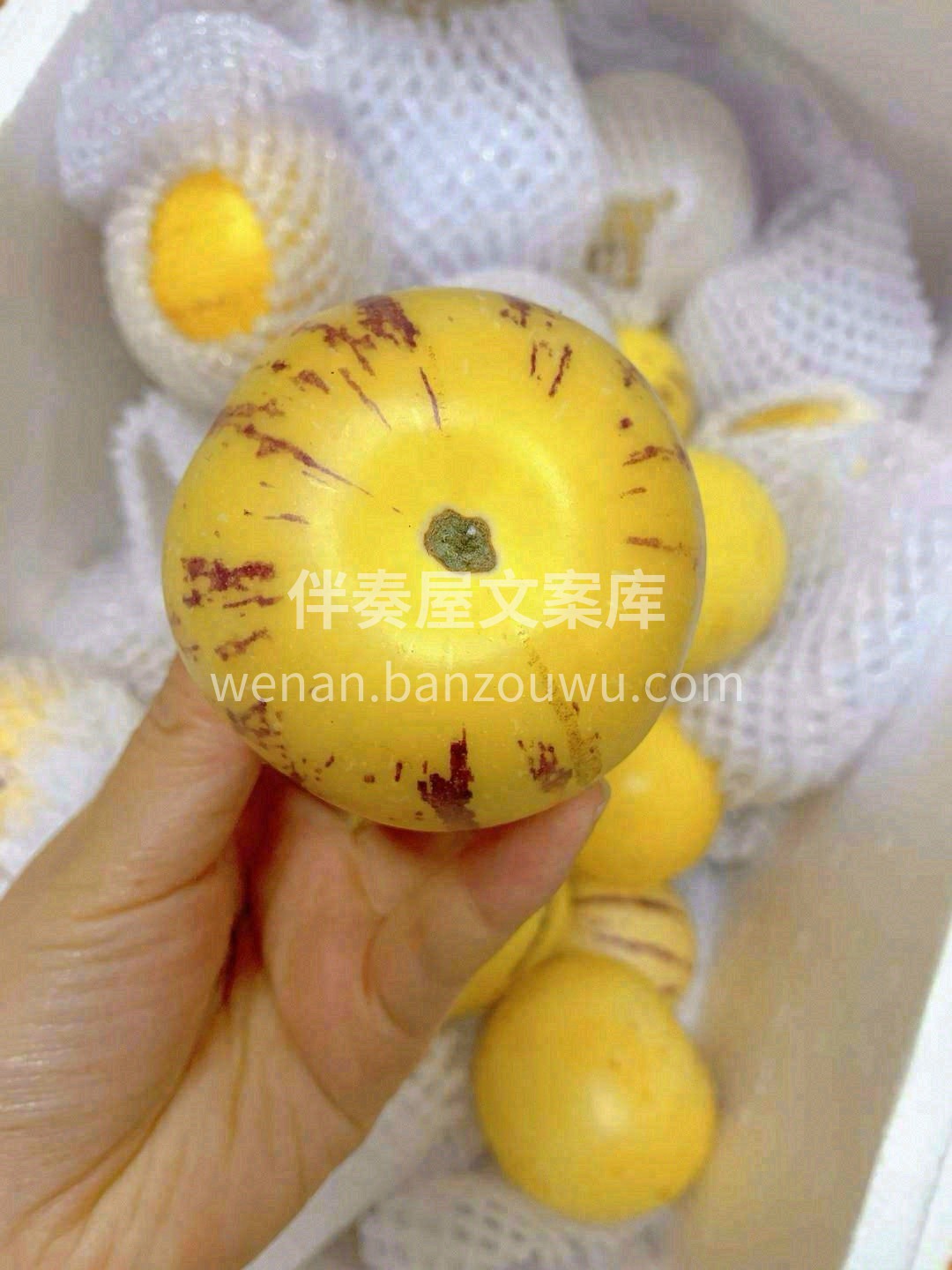 🌱云南石林人参果带着诱人的蜜香味如期而来 配图1