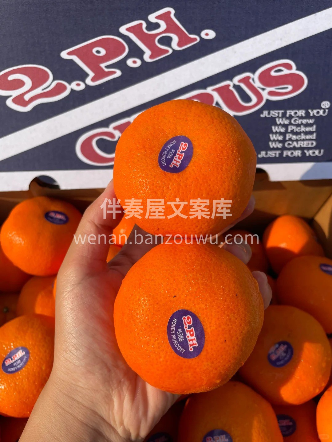极品就是极品👍太好吃啦✨✨✨橘子中的爱马 配图2