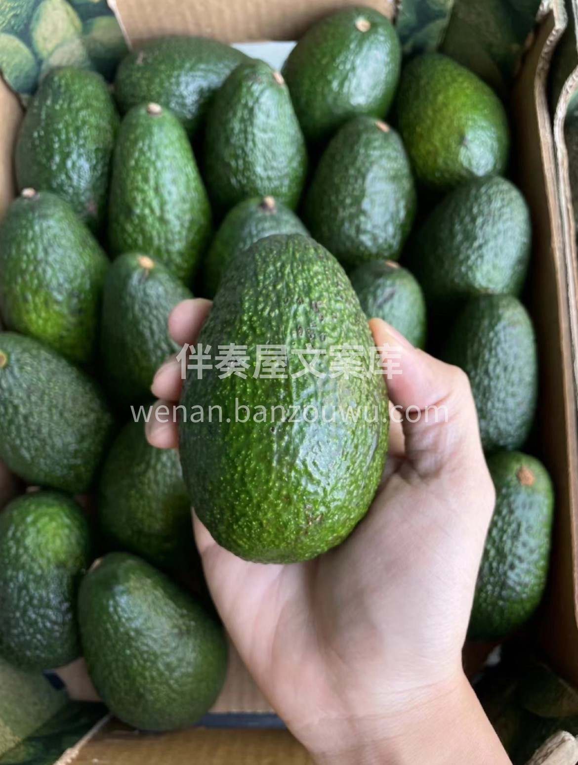 【新鲜牛油果🥑】 最新到货！ 绵密丝滑， 配图1