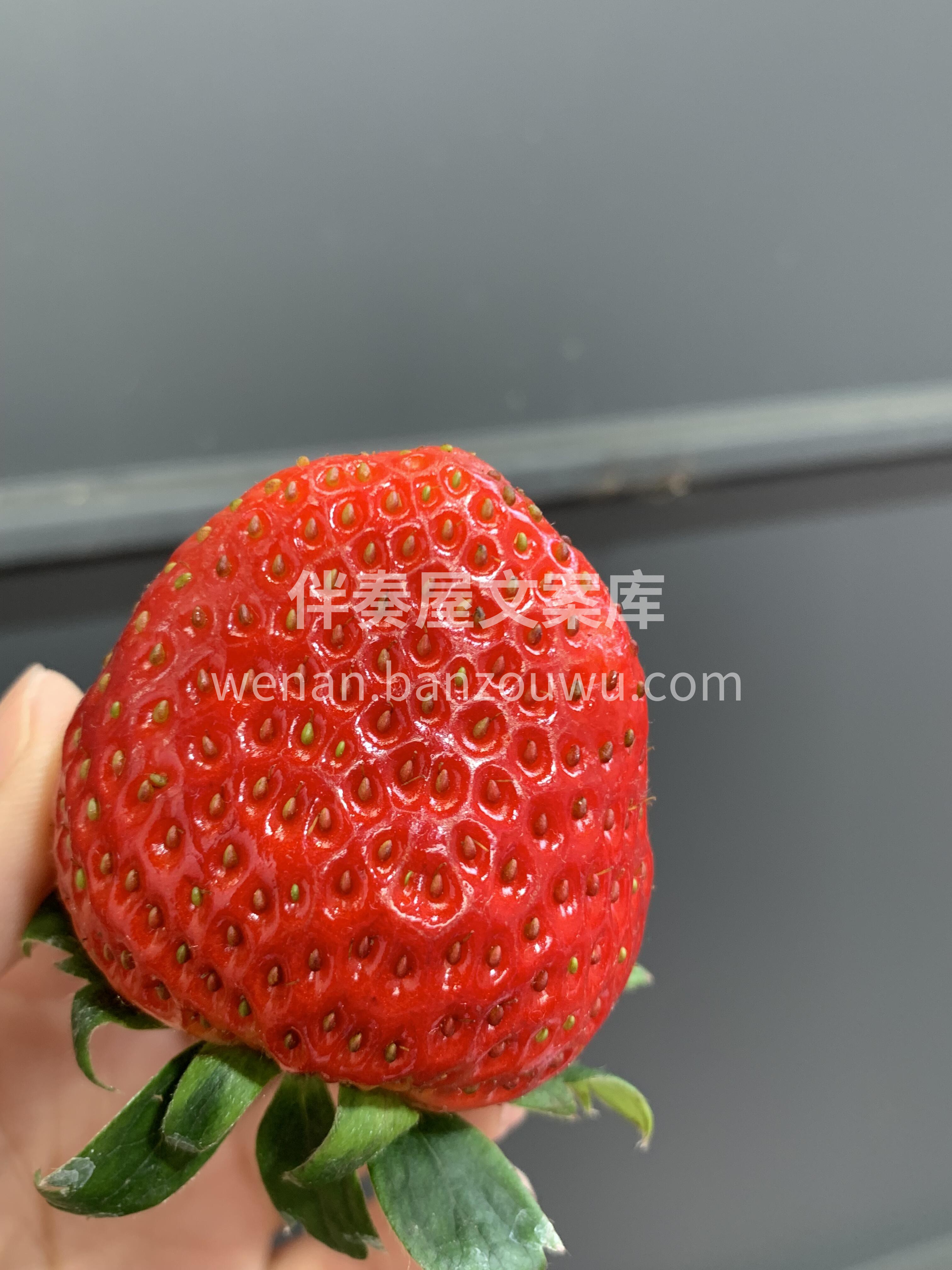 露天草莓超鲜甜🍓 个头不大，甜度高，草莓 配图3