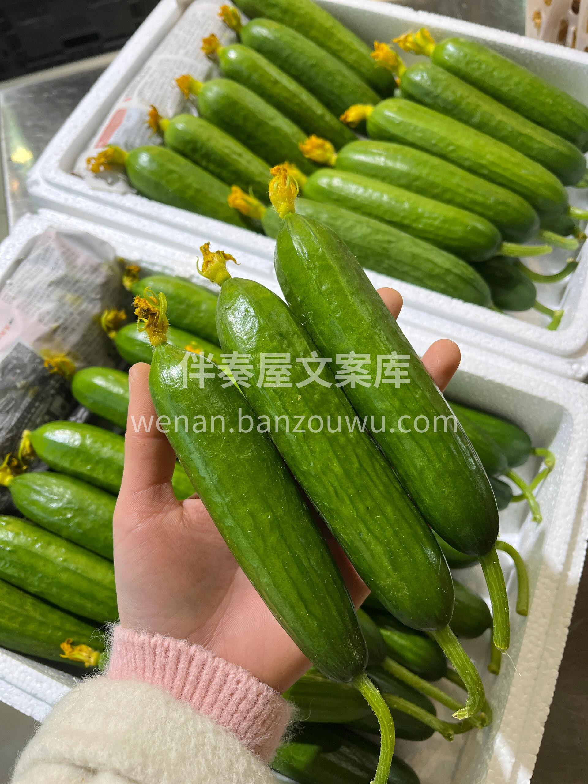 嘎嘣脆的水果黄瓜～ 鲜嫩水果小黄瓜🥒，清 配图1