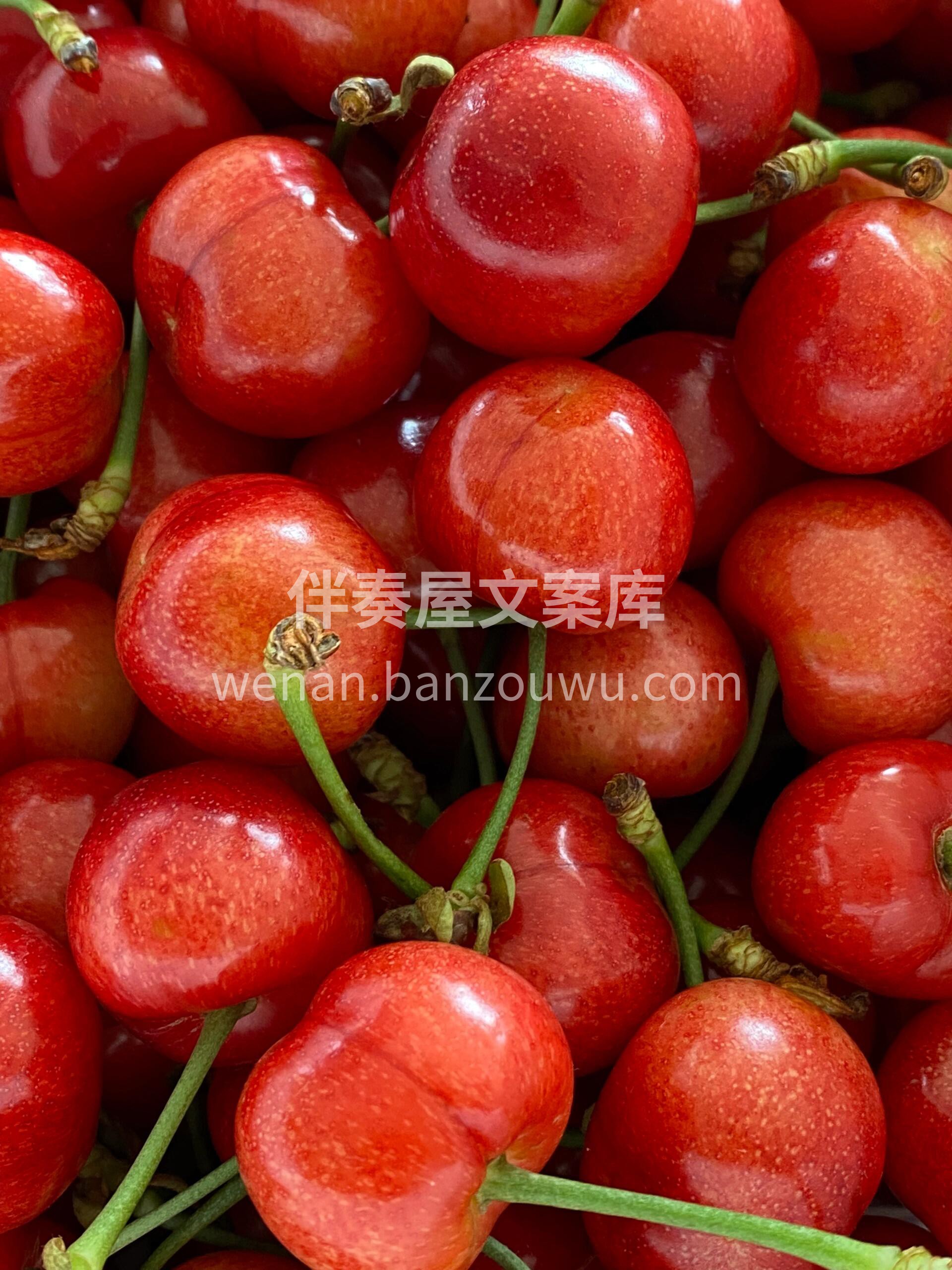 “布鲁克斯”黄樱桃🍒 基地直摘🍃“樱”为 配图2
