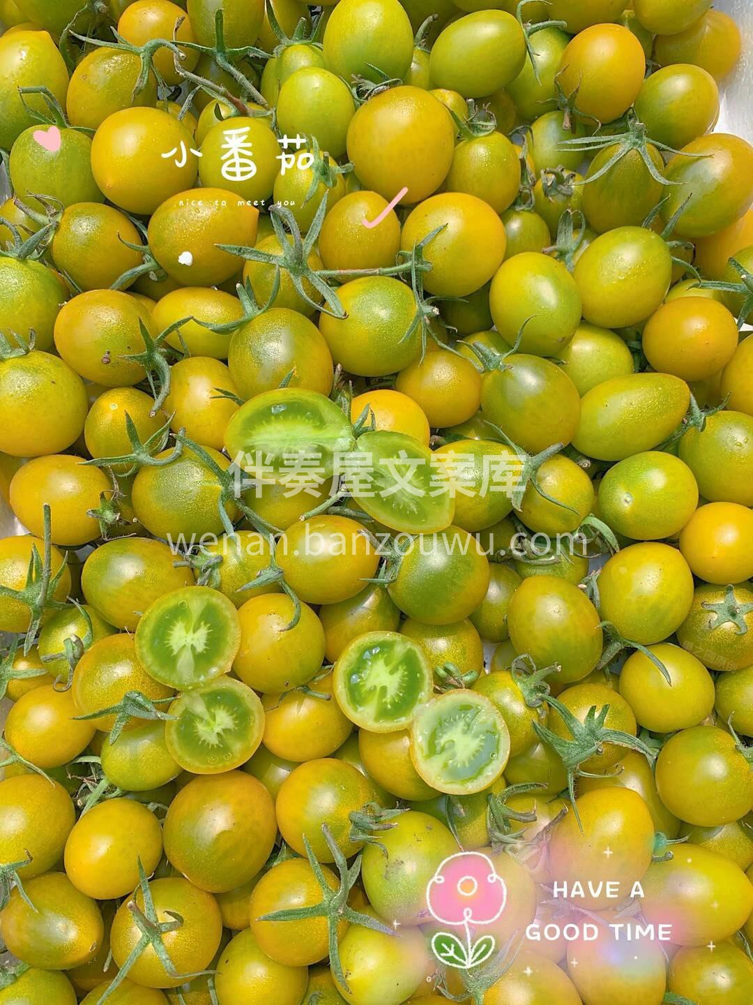 青口蜜小番茄😍，到货 有颜有味的一款小番 配图1