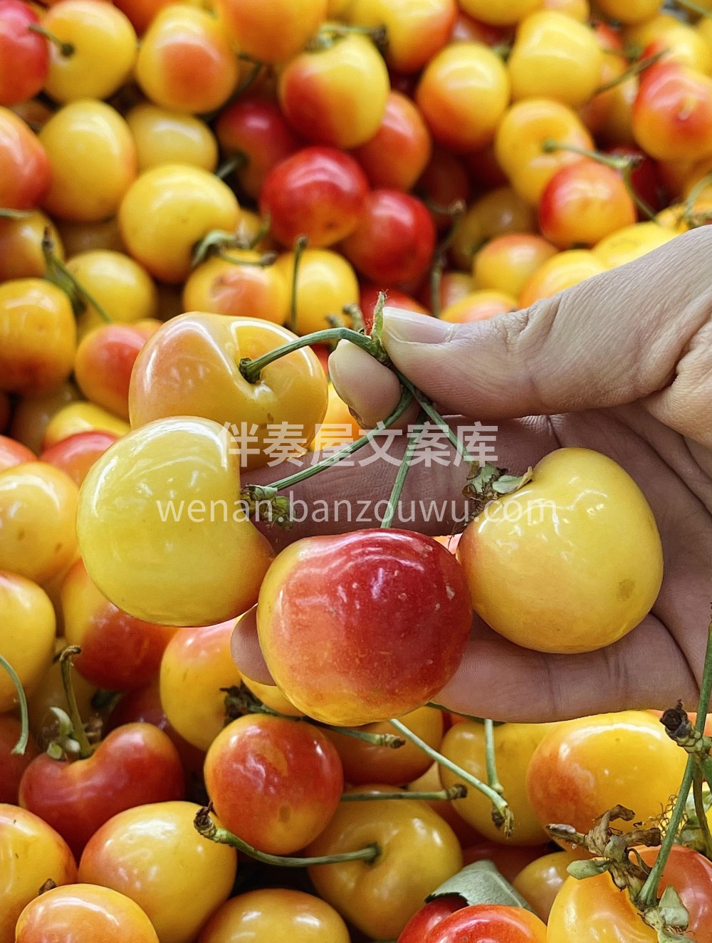 甜蜜暴击款 🍒💛 "黄樱桃季到啦！✨ 一 配图1