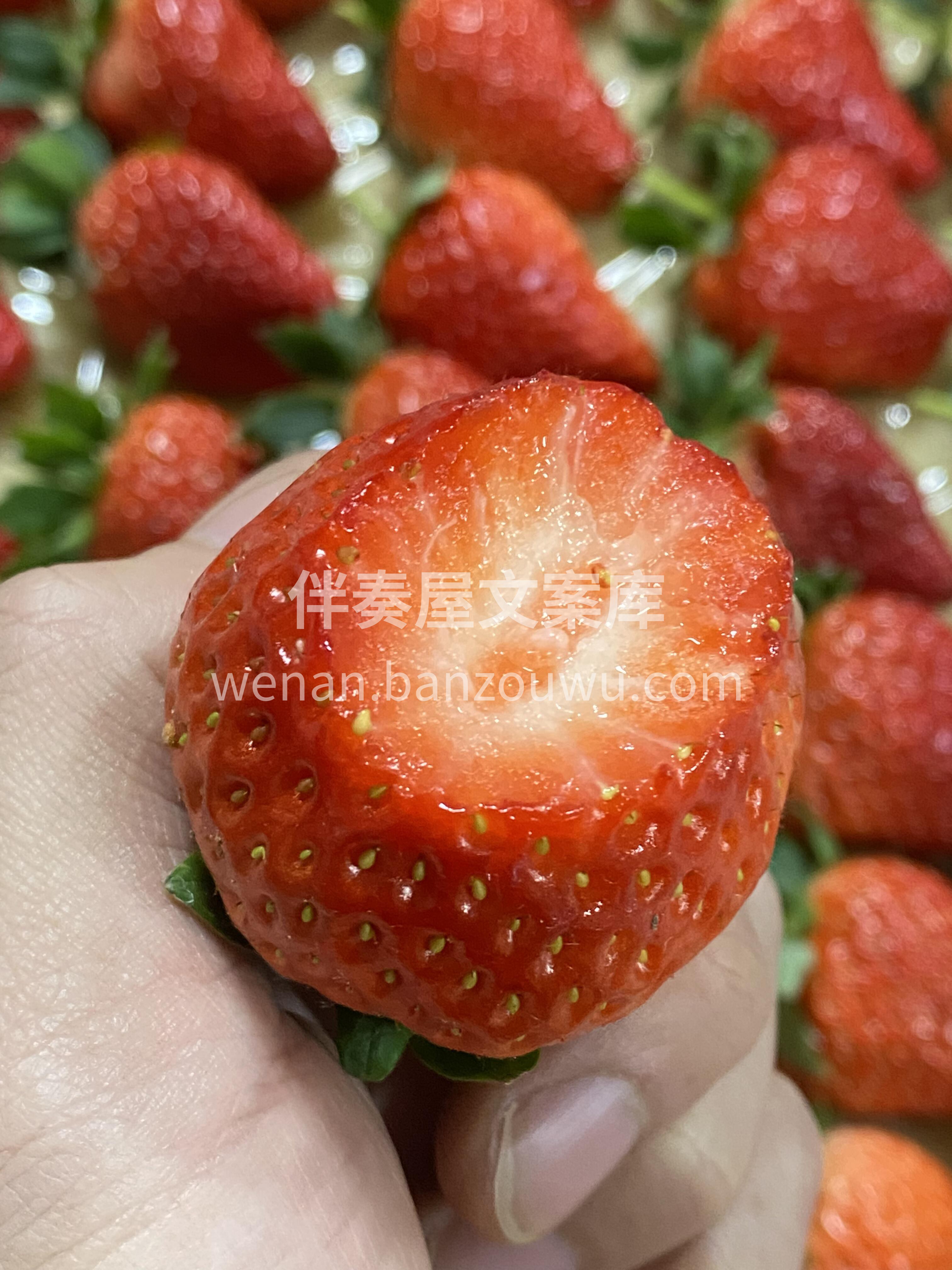 🍓红彤彤的丹东草莓✨ 甜丝丝的香味，凑近 配图2