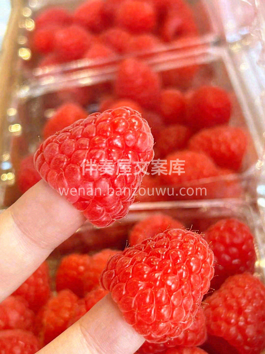 ✅Driscolls怡颗莓红树莓，深受健 配图2